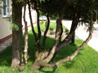 www.pinus.pl - Ogrody, kamień brukarstwo