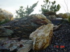 www.pinus.pl - Ogrody, kamień brukarstwo