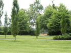 www.pinus.pl - Ogrody, kamień brukarstwo