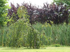 www.pinus.pl - Ogrody, kamień brukarstwo