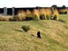 www.pinus.pl - Ogrody, kamień brukarstwo