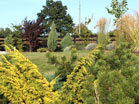 www.pinus.pl - Ogrody, kamień brukarstwo