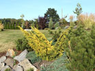www.pinus.pl - Ogrody, kamień brukarstwo
