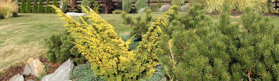 www.pinus.pl - Galeria